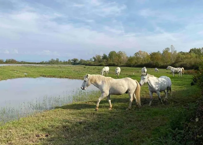 Rouse - Avanti Savoia *